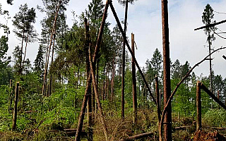Trąba powietrzna zniszczyła las koło Starych Jabłonek